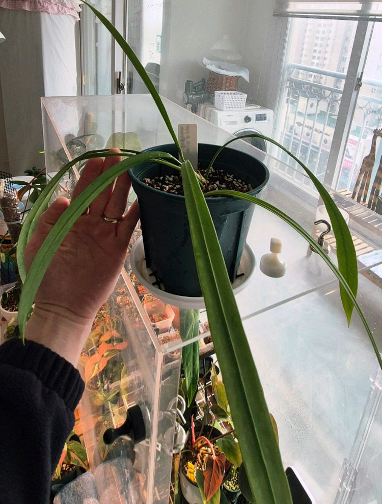 안스리움 비타리폴리움 바리에가타(가격내림) 이미지