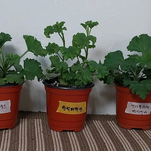 제라늄 리갈 3종 분양