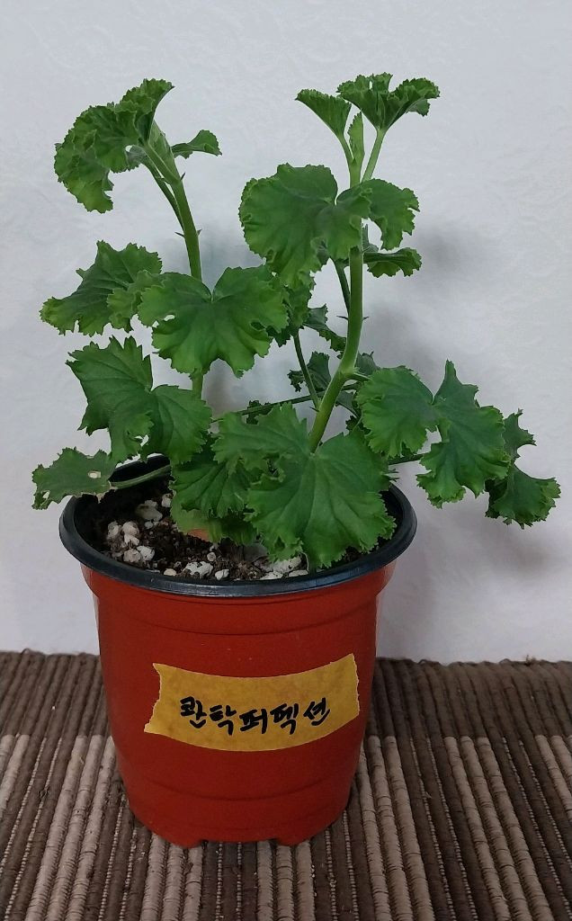 제라늄 리갈 3종 분양--1