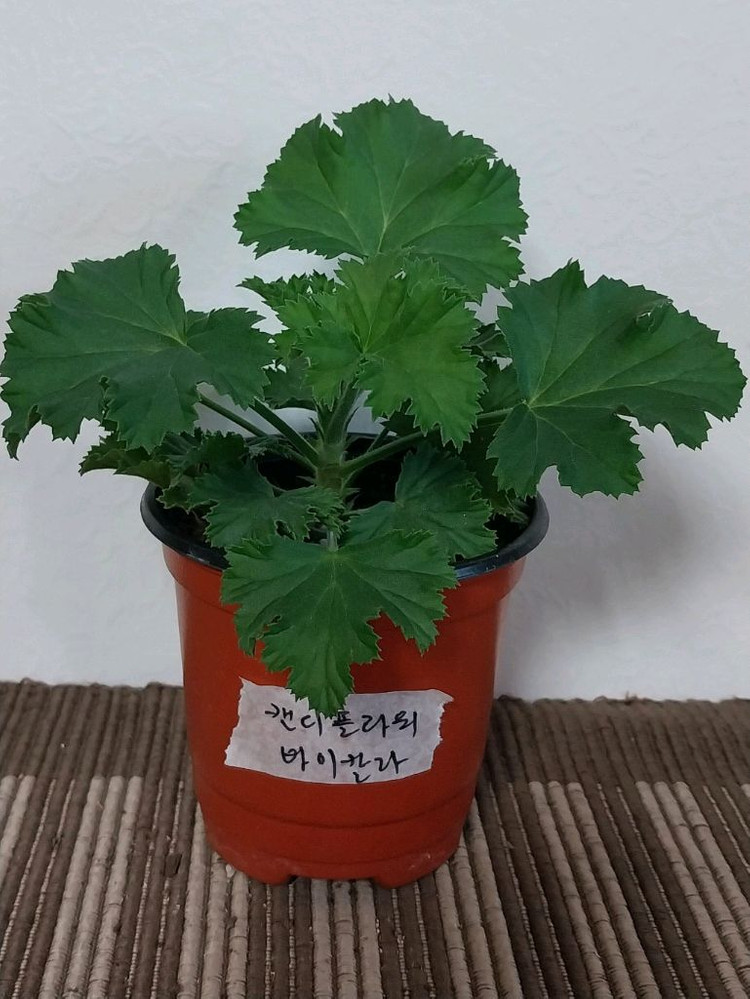 제라늄 리갈 3종 분양--2