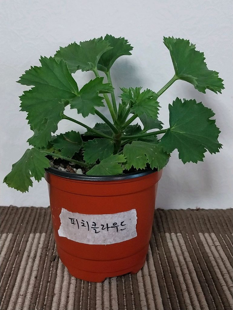 제라늄 리갈 3종 분양--3