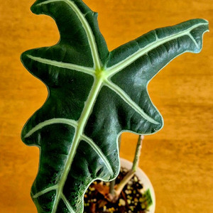 (가격내림)노빌리스 옐로우 바리에가타