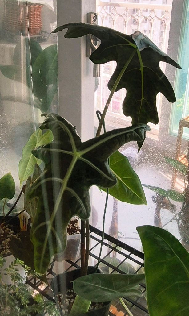 (가격내림)노빌리스 옐로우 바리에가타--1