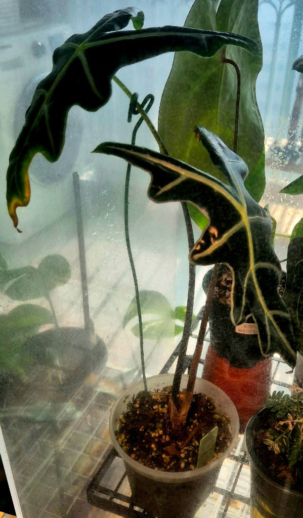 (가격내림)노빌리스 옐로우 바리에가타--2