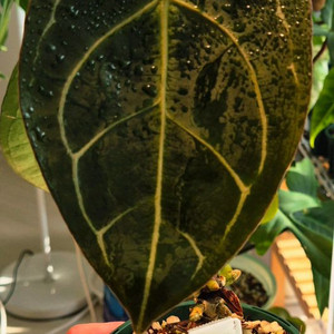 안스리움 포게티 x 파필퍼플