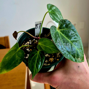 안스리움 다크마마