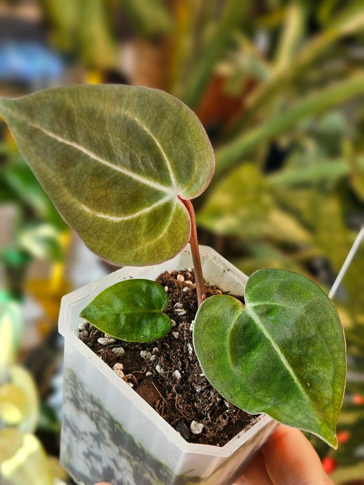 안스리움 매그니피컴/닥터블락 미쉘자라 ㅡ매그미쉘--2