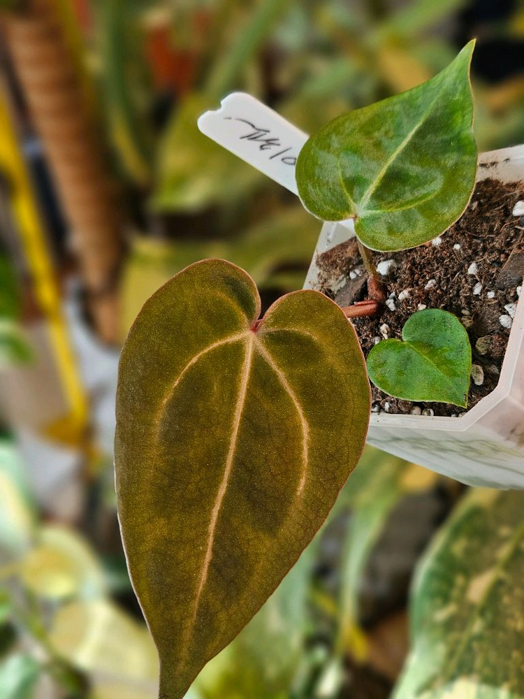 안스리움 매그니피컴/닥터블락 미쉘자라 ㅡ매그미쉘--3