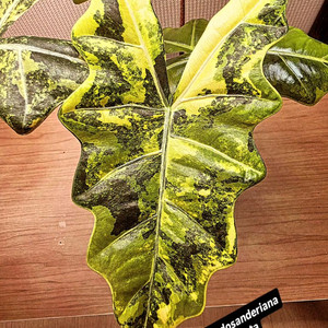 SS급 알로카시아 푸세이도 산데리아나 아우레아 분양