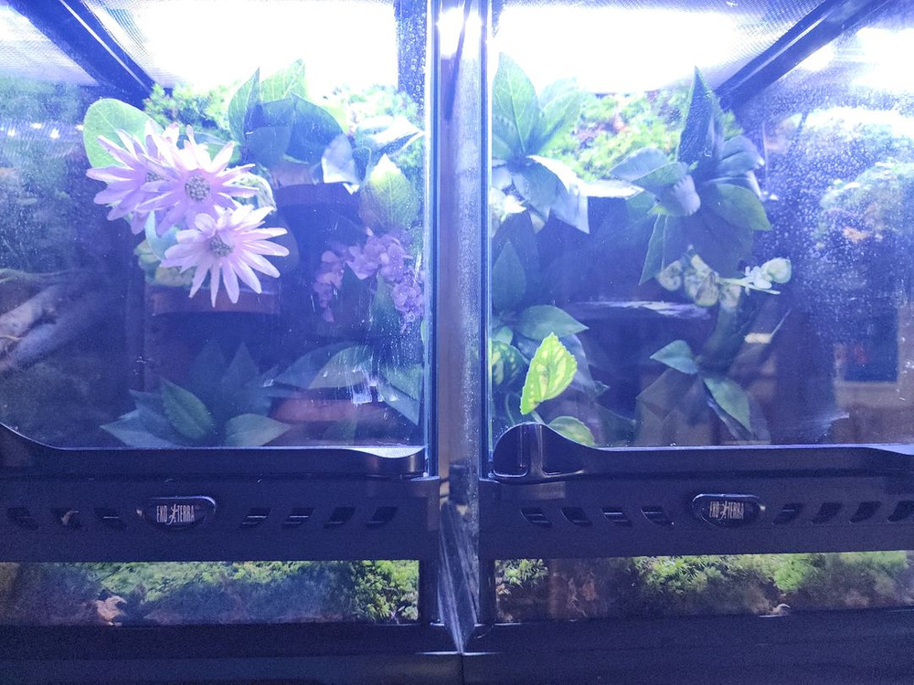 아기자기 비바리움 사육장--1