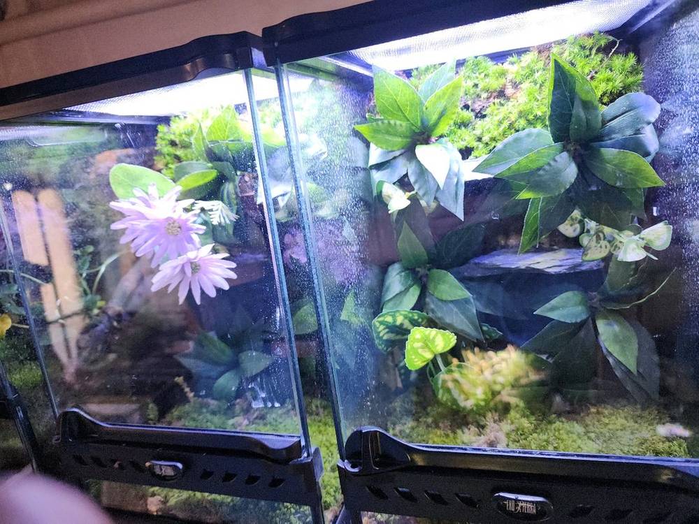 아기자기 비바리움 사육장--2