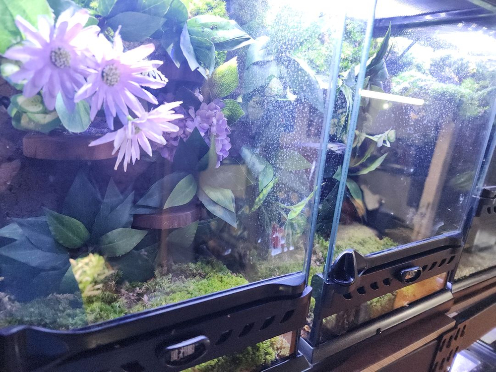 아기자기 비바리움 사육장--3