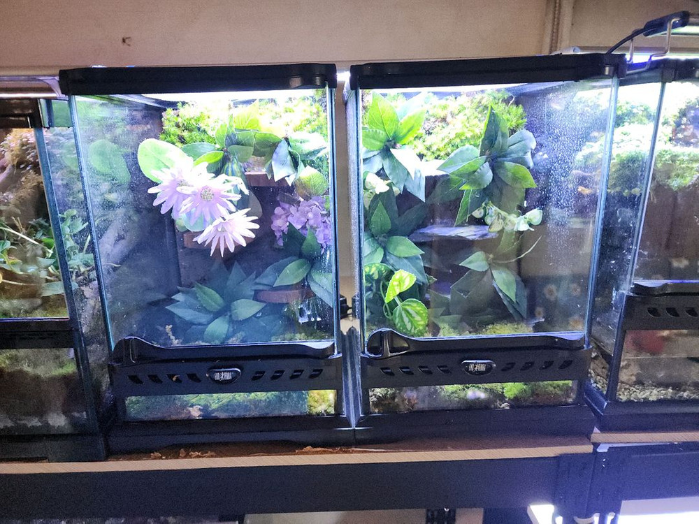 아기자기 비바리움 사육장--4