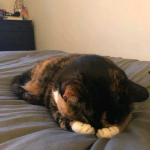 오늘 사기 사이트로 추정되는 곳에서 제 글을 보게 되어 글 씁니다...