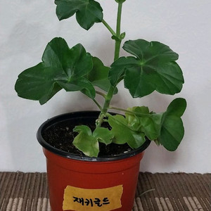 제라늄 2종 일괄분양