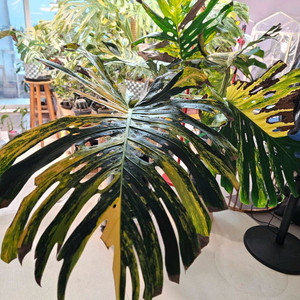 몬스테라 옐로우 델리시오사 초대품 삽수