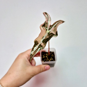 알로카시아 핑크 노빌리스 바리에가타