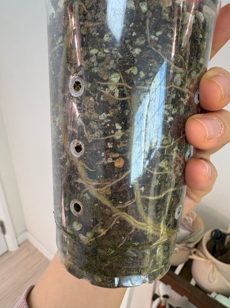 필로덴드론 글로리오섬 화이트베인 핑크백--2