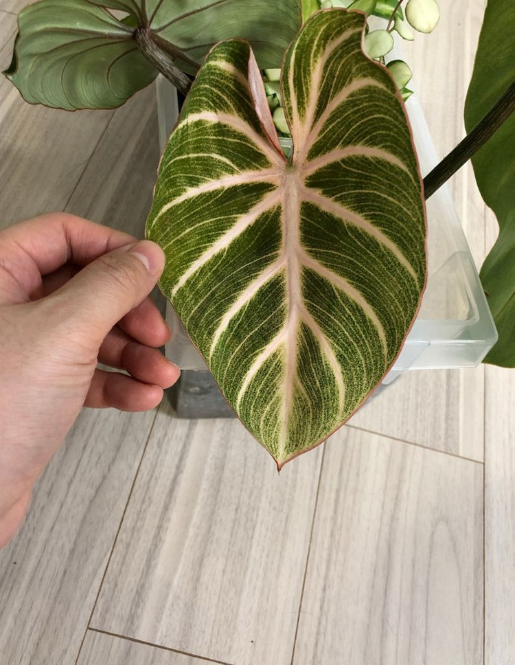 필로덴드론 글로리오섬 화이트베인 핑크백--3