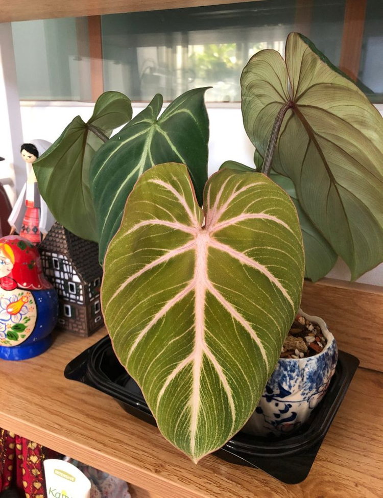 필로덴드론 글로리오섬 화이트베인 핑크백--4