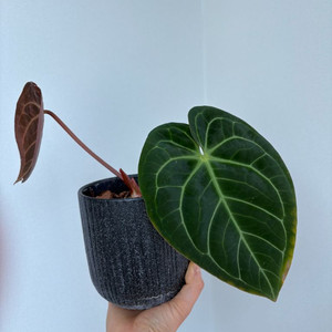 안스리움 다크마마 *도라야끼