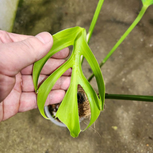 몬스테라 딜라체라타