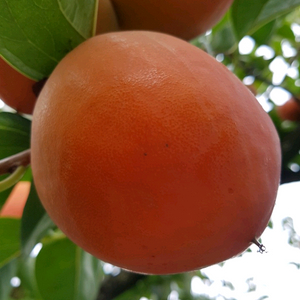 달고 찰진 유명한 영암 금정 대봉감 특산물