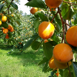 달고 찰진 유명한 영암 금정 대봉감