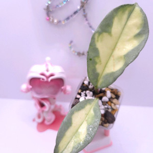 호야 아르젠티아나프린세스 #no1