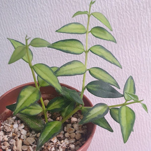 호야벨라루이부아