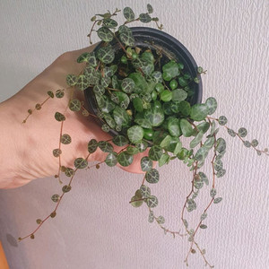 페페로미아 프로스트라타