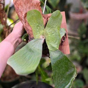 박쥐란 엘레마리아 목부작