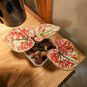 칼라디움 크리스마스/레드 탱고 분양합니다