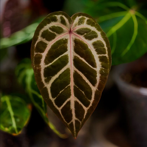 안스리움 NSE레크x실버블러쉬(플랜트코드팜개체)