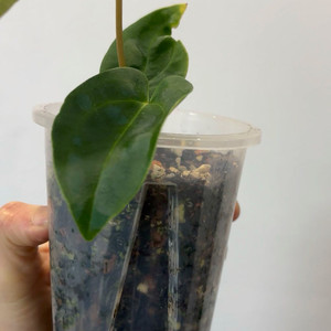 안스리움 터틀백x리랜드