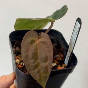 안스리움 (칼라블랙키xaos)G#1x(안톨라키roundxfelix)