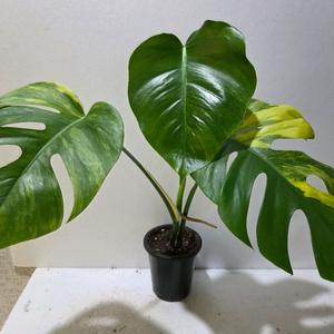 옐로우몬스테라