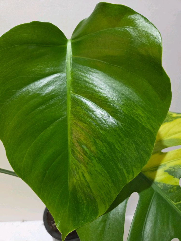 옐로우몬스테라--3