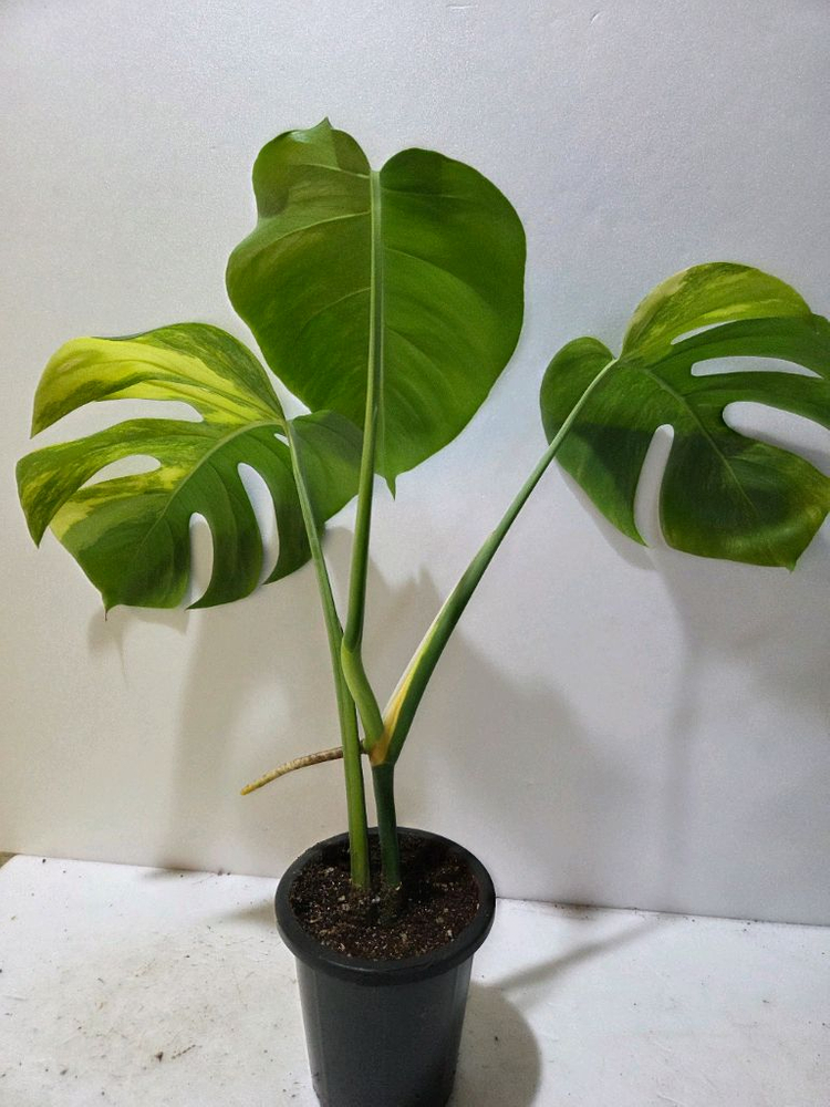 옐로우몬스테라--4