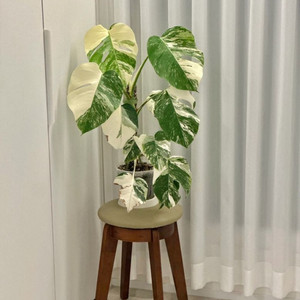 무천이 몬스테라 알보 바텀개체