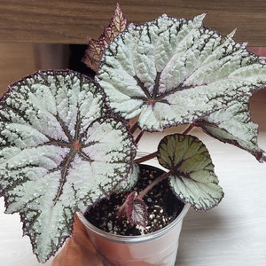 고급진베고니아)) 긴세츠