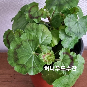 제라늄 허니우드수잔