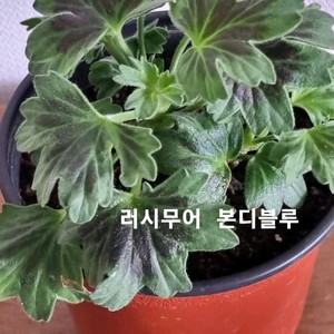 제라늄 스텔라 러시무어 본디블루