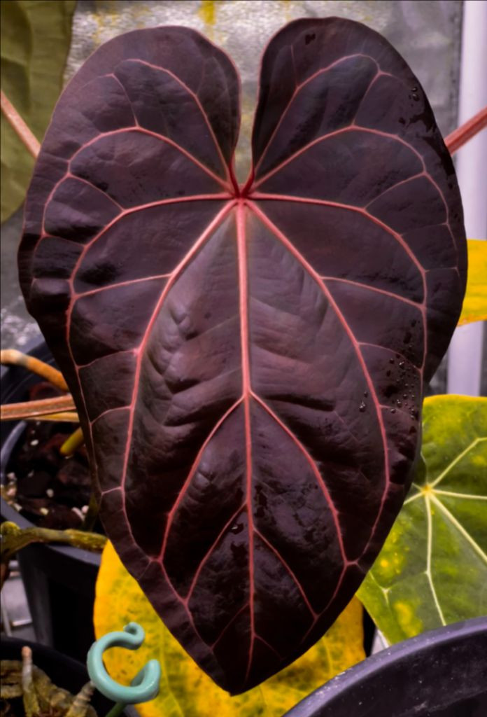 안스리움 NSE RC x (RG DressxCarla)--1