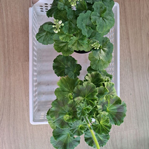 러시아 제라늄2종