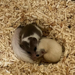 피그미다람쥐 분양