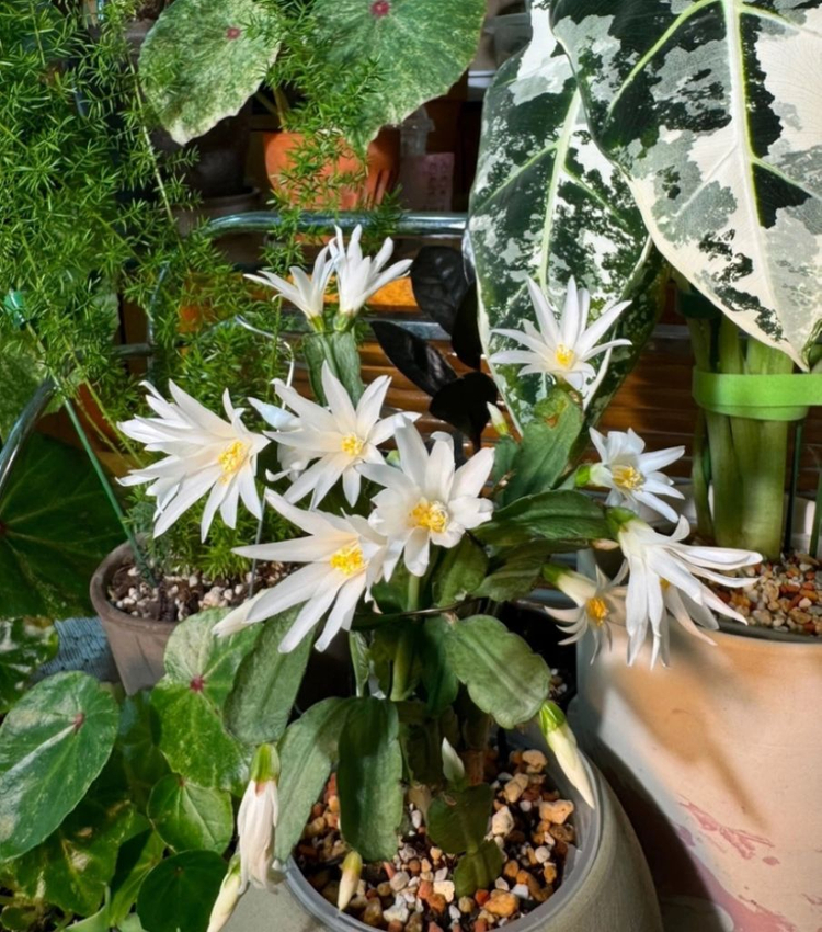 봄 원종 흰 게발선인장 (가재발X)--1