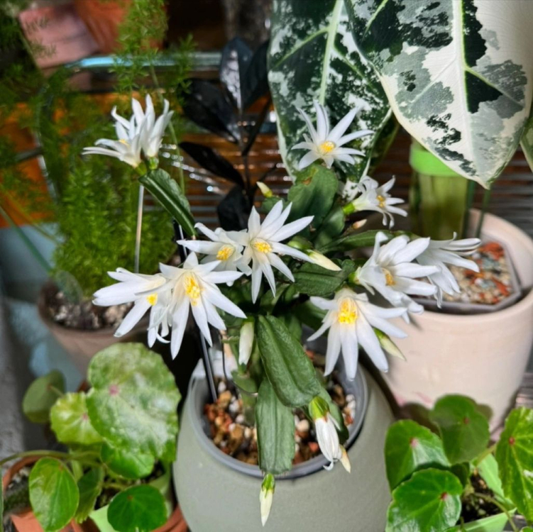 봄 원종 흰 게발선인장 (가재발X)--2