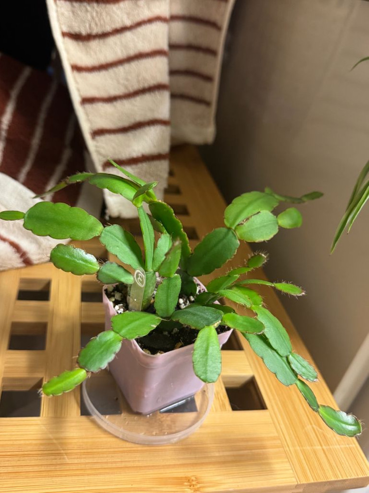 봄 원종 흰 게발선인장 (가재발X)--3