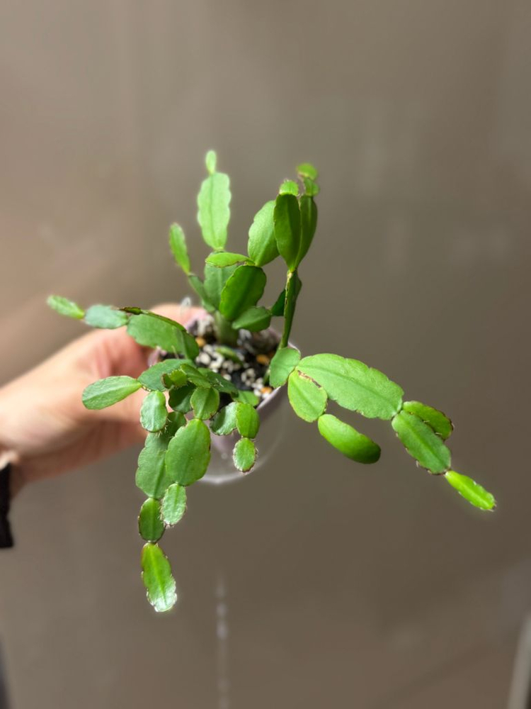 봄 원종 흰 게발선인장 (가재발X)--4